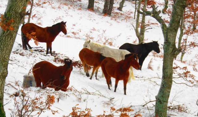 Kazdağları'nda karda yılkı atlarını görüntülediler