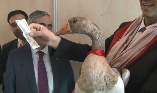 Kazlar podyuma çıktı, en güzeli 100 doları kaptı