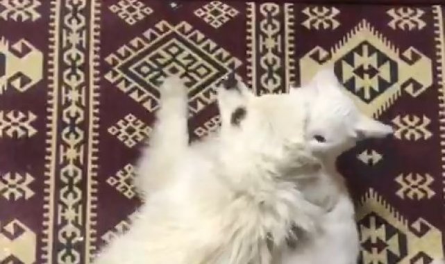 Kedi ile köpeğin şaşırtan dostluğu