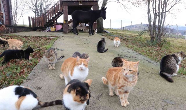 Kedi Kasabası'nın Misafir'i katır