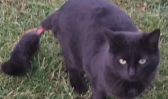 Kedinin kuyruğunu bantladılar