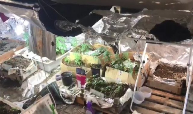 Kenevir serasına çevrilen eve polis operasyonu