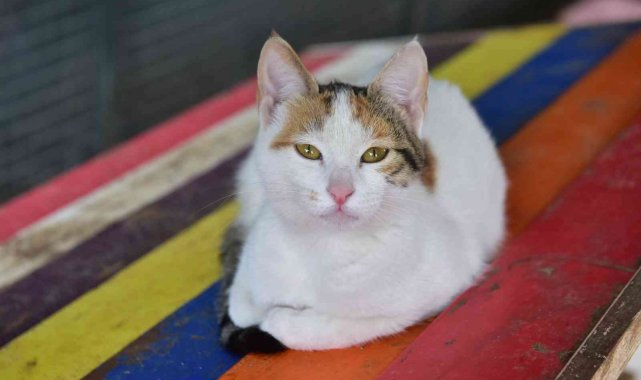 Kepez'de sokak hayvanları, bakımevine emanet