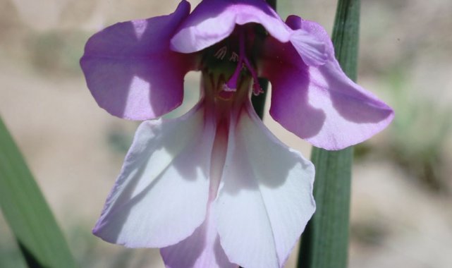 Keşfedilen bitki türüne İzzet Baysal'ın ismi verildi