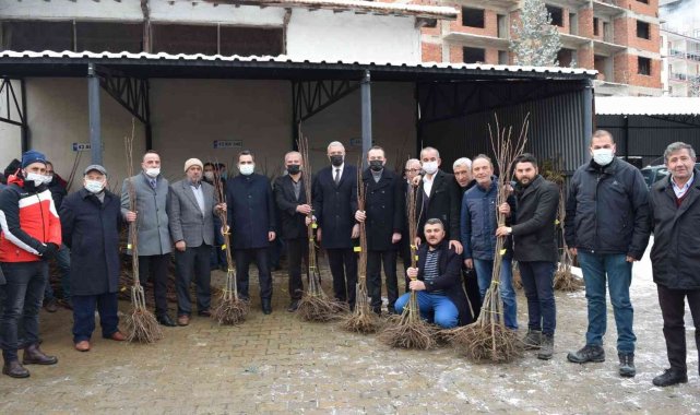 Kestane üreticilerine 4 bin fidan
