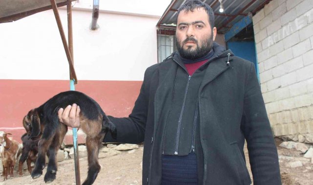 Kilis&#039;te 3 ayaklı oğlak görenleri şaşkına çeviriyor