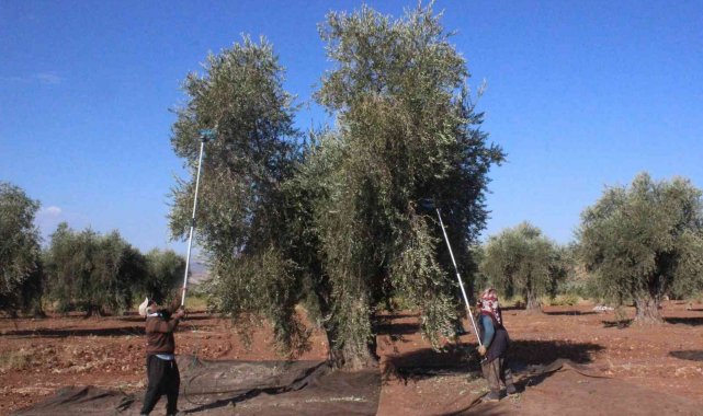 Kilis'te zeytinyağı fabrikaları tam kapasite çalışıyor