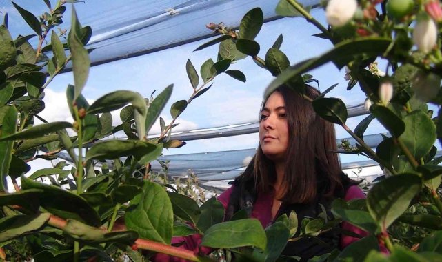 Kilosu 160 TL&#039;den alıcı bulan yaban mersinlerini çocuklarından ayırt etmiyor