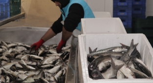 Kilosu 20 TL Olan Tek Balık