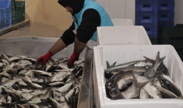 Kilosu 20 TL Olan Tek Balık