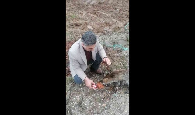 Kırklareli&#039;nde tilki yol kesip, yiyecek istiyor