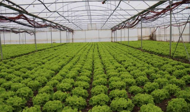 Kışlık marullar sofrayla buluşmak için gün sayıyor