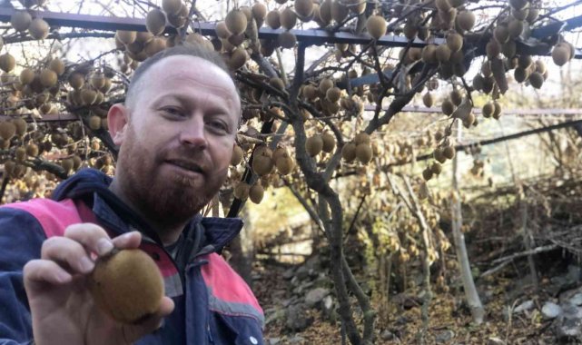 Kivi hobisi kazanca dönüştü