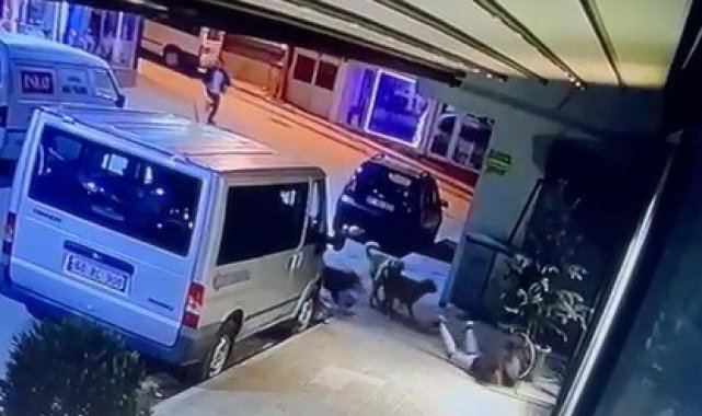 Kız çocuğuna sokak köpekleri saldırdı, o anlar güvenlik kameralarına yansıdı