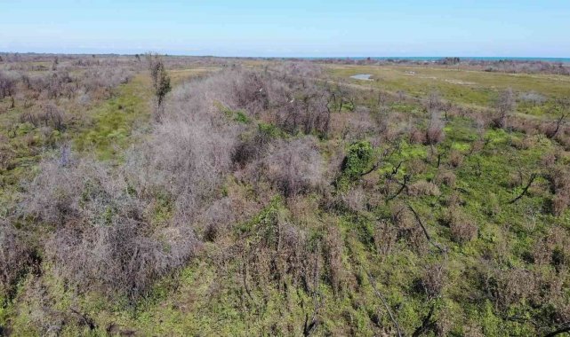 Kızılırmak Deltası&#039;nda yanan alan kendini yeniliyor