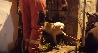 Köpeği görenler yardıma koştu!