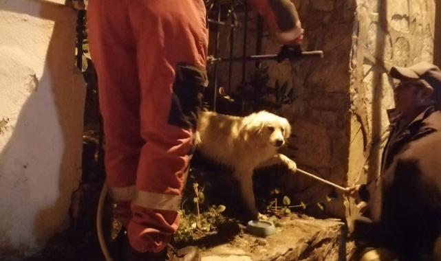 Köpeği görenler yardıma koştu!