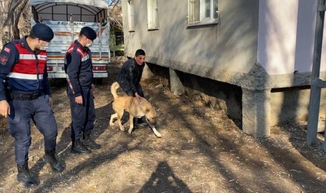 Köpek dövüştürenler jandarmaya yakalandı