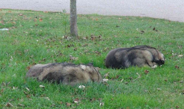 Köpek saldırısı anında işte bunlar yapılmalı