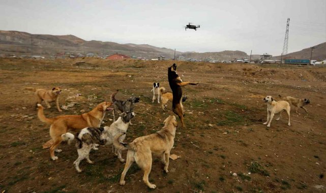 Köpeklerin drone ile imtihanı kamerada