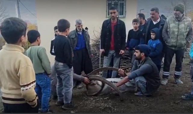 Köye inen dağ keçisi zarar görmesin diye saatlerce nöbet tuttular