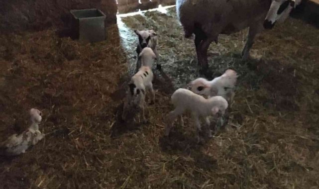 Köylünün 5 kuzu sevinci