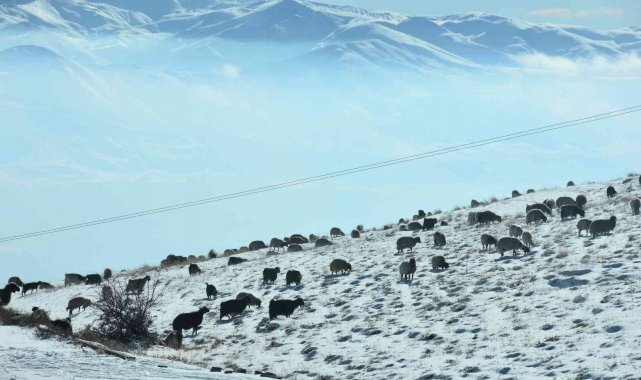 Koyunlar karla kaplı yaylalarda otlanmaya devam ediyor
