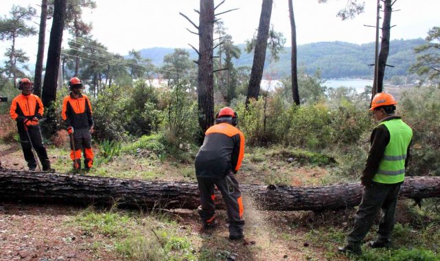 Kuraklığın vurduğu kızılçamlar kesiliyor