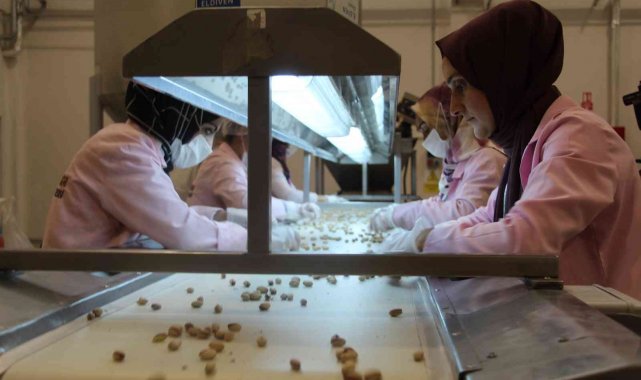 Kuraklık Siirt fıstığının rekoltesini düşürdü, fiyatını artırdı