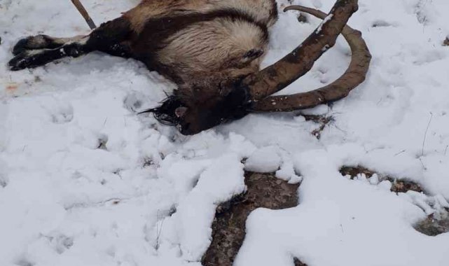 Kurdun saldırdığı yabani dağ keçisi telef oldu