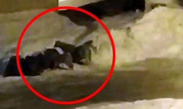 Kurt sürüsü şehre indi