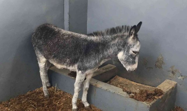 Kurt ve köpek saldırısı sonucu yaralanan sıpa, sağlığına kavuştuğu hayvan hastanesinin maskotu haline geldi