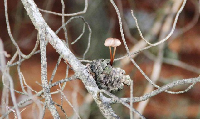 Kuru kozalak içinde yaşama tutundu