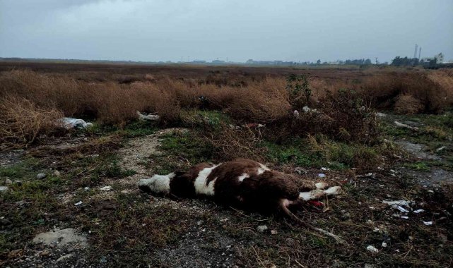 Kuş cennetinde ayakları bağlı ölü buzağı bulundu