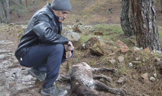 Kütahya'da 5 çoban köpeği ve yabani hayvanların zehirlendiği iddiası