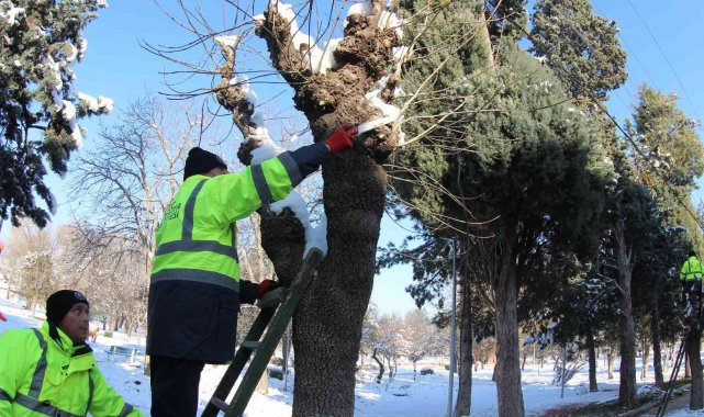 Kütahya'da ağaçlar budanıyor
