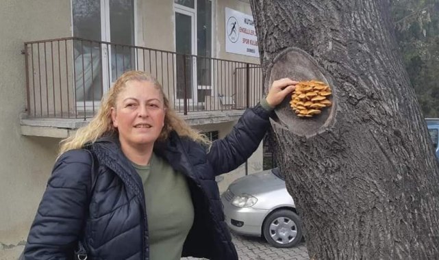 Kütahya'da bir ağacın gövdesinde çıkan mantarlar şaşırttı