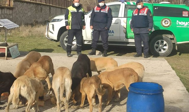 Kütahya'da sokak hayvanları unutulmadı