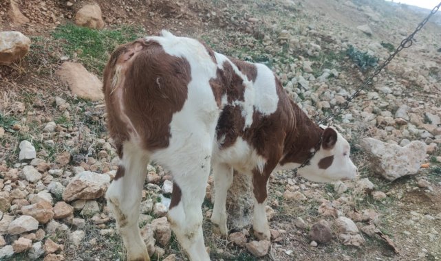 Kuyruksuz dünyaya gelen buzağı görenleri şaşırttı