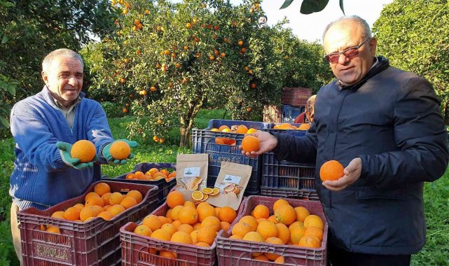 Kuyucak portakalı, Antalya portakalına rakip oldu