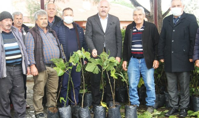 Kuyucak'ta siyah incir yaygınlaşacak