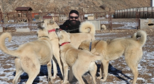 Laboratuvar köpeği olan pitbullar insan elinde katilleşiyor