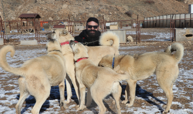 Laboratuvar köpeği olan pitbullar insan elinde katilleşiyor