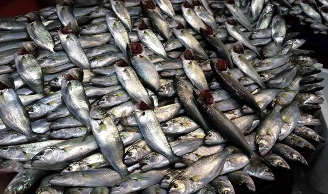 Lodos esti, balık tezgâhları şenlendi