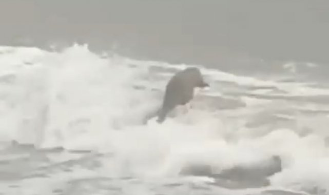 Lodosta karaya vuran su samuru karnının doyururken görüntülendi