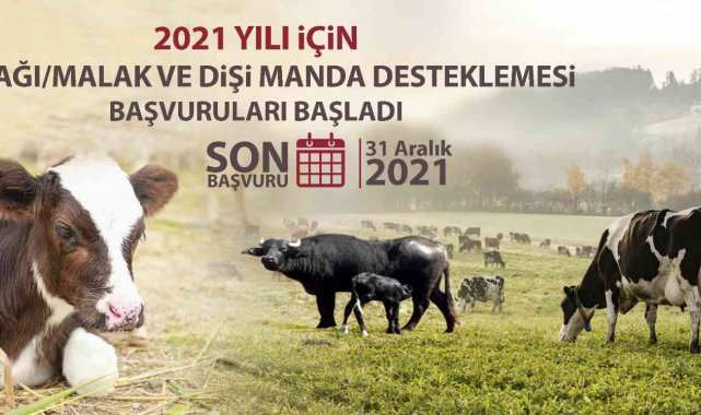 Malak ve dişi manda destekleme başvuruları başladı