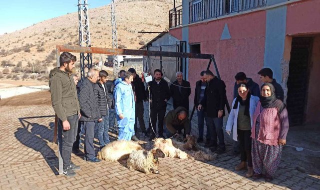 Malatya'da koyun kırkma eğitimi