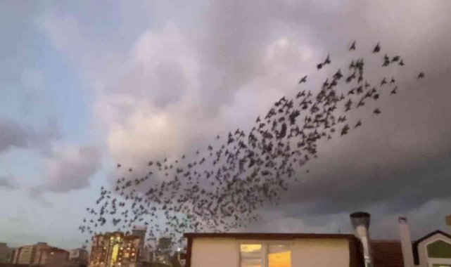 Maltepe'de sığırcık kuşlarının eşsiz dansı görenleri büyüledi
