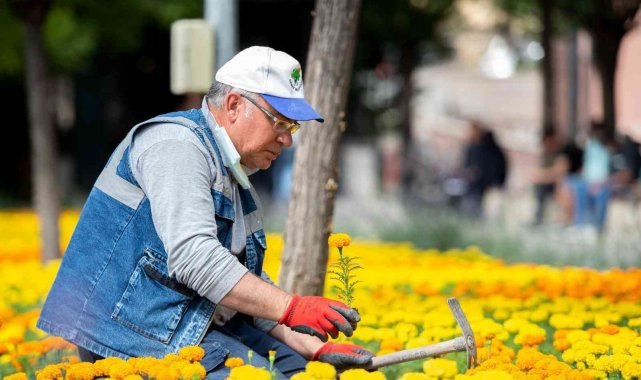 Mamak daha yeşil oluyor