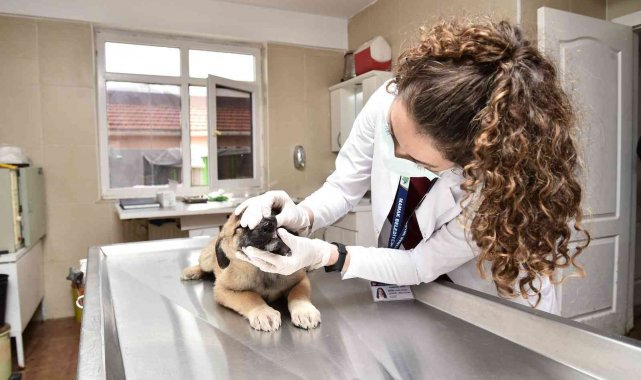 Mamak&#039;ta bir yıl boyunca 12 bini aşkın hayvan aşılandı